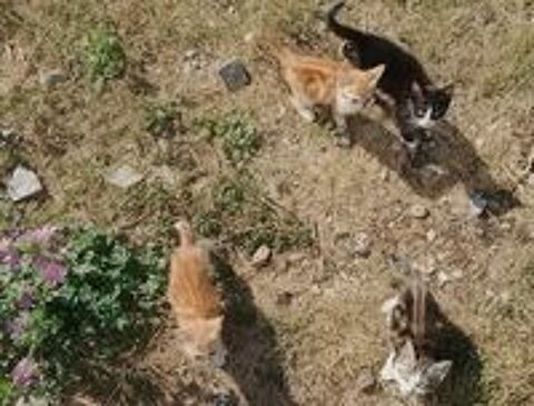  Chatons disponible sevré. 