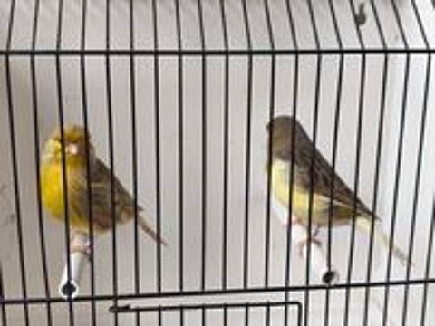   Canaris gloster mâles 2026 
