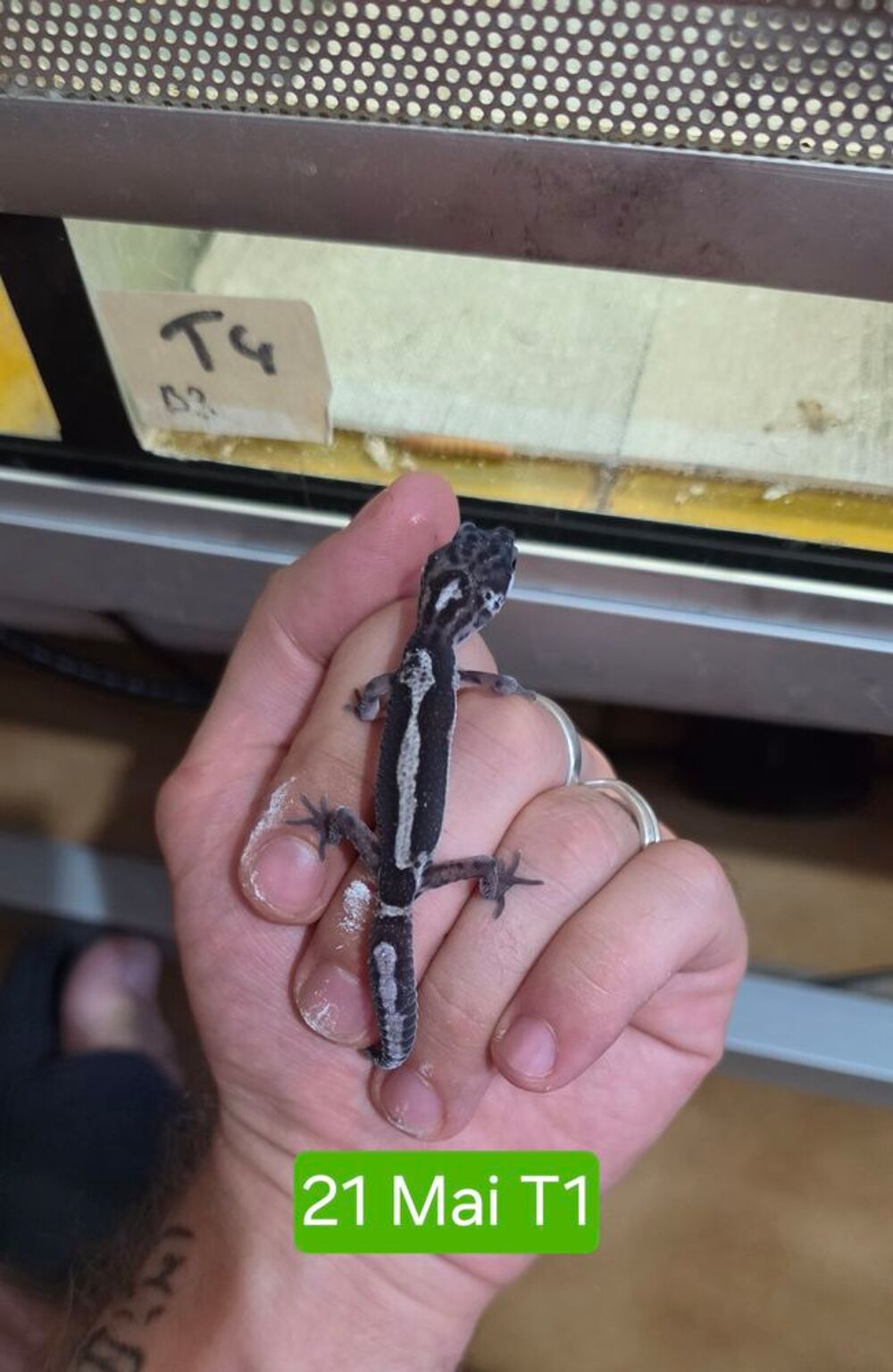   Gecko Léopard juvéniles 