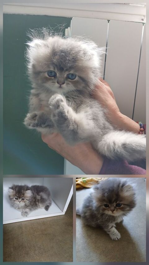 A r&eacute;server chaton persan LOOF 700 16000 Angoul�me