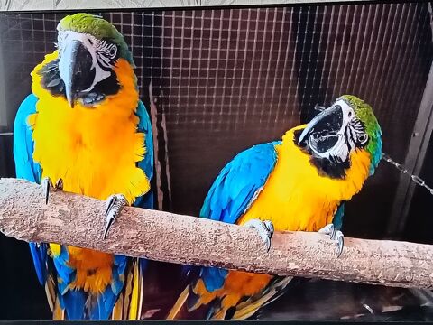 Ararauna EAM de 6 ans 2200 95000 Cergy