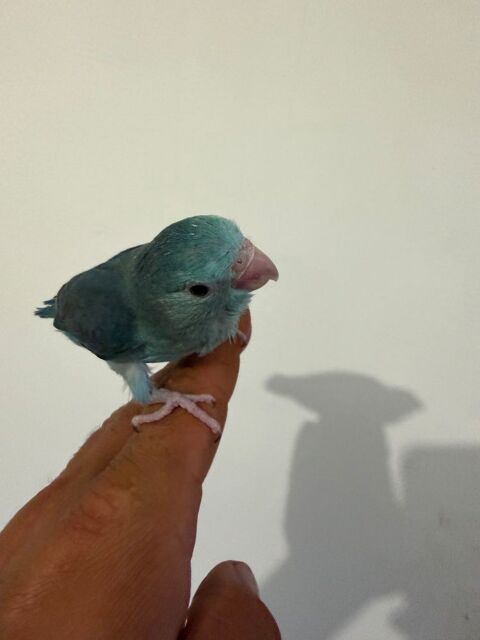 B&eacute;b&eacute; toui c&eacute;leste ela 0 13400 Aubagne