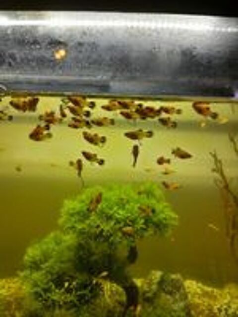  Platy 