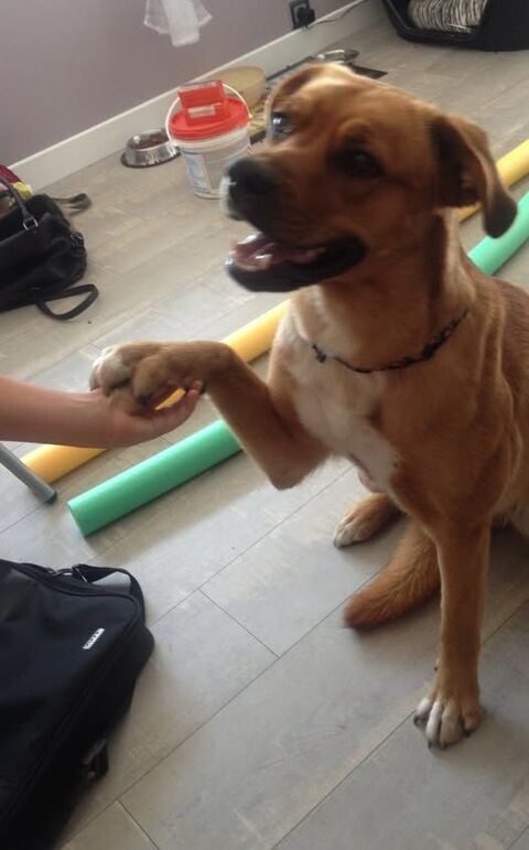 Chien JAELLIE à l adoption 80 26130 Saint-restitut