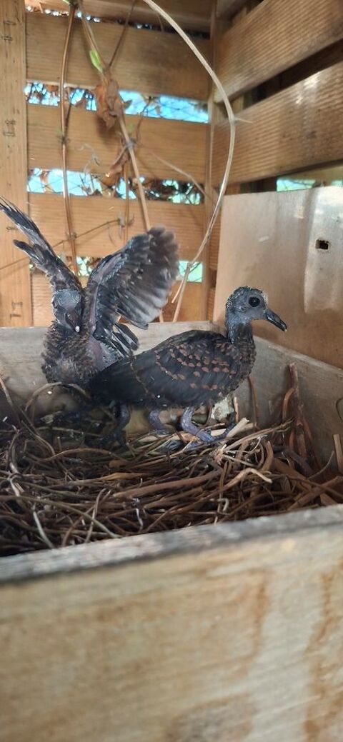 Turvert 2025 60 91120 Palaiseau