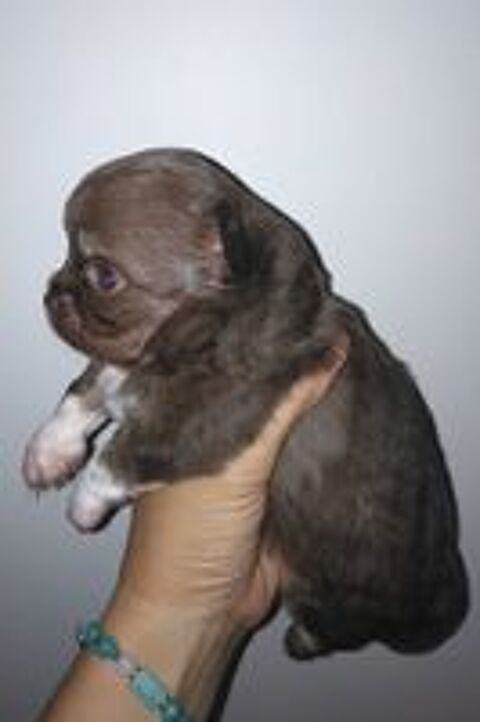  chihuahua merle chiot 