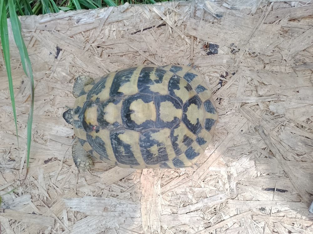   tortue terrestre  