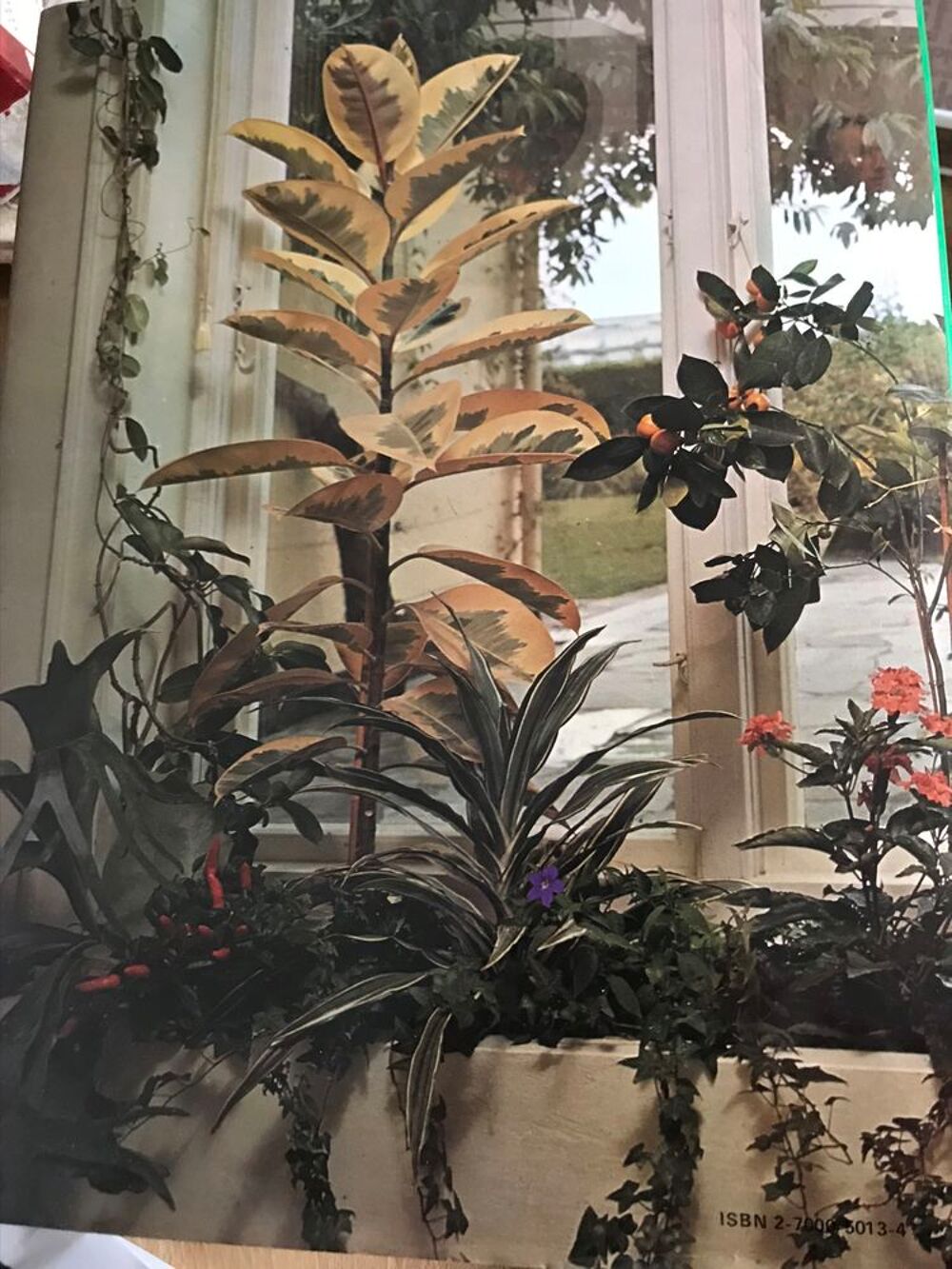 PLANTES D INTERIEUR Lovell Benjamin Cuisine