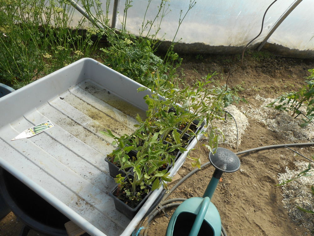 L&eacute;gumes :plants de tomates Jardin