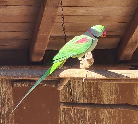 Perruches grand alexandre et collier bleu 100 40110 Arengosse