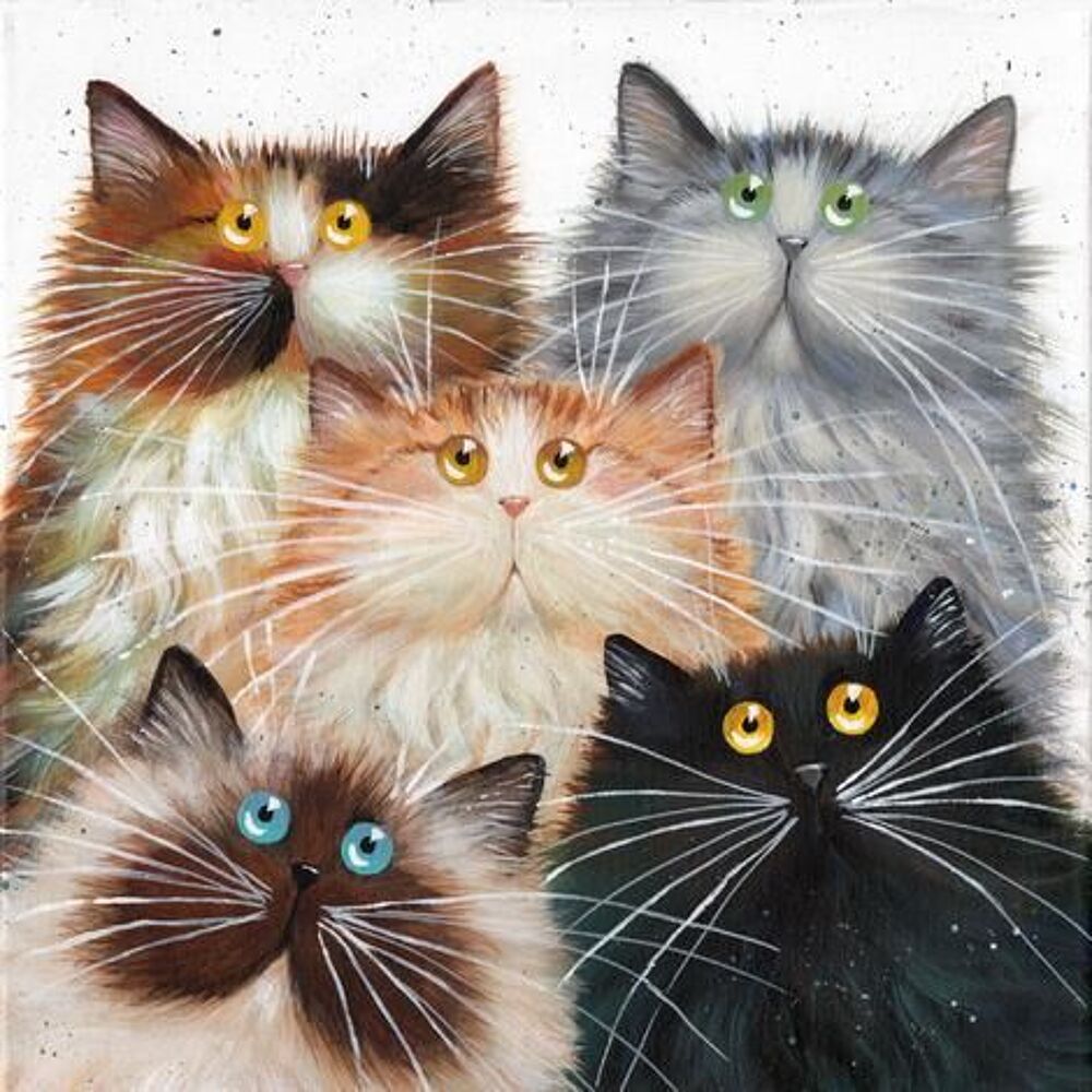   visite chat  domicile sur Beauvais toute l'anne 