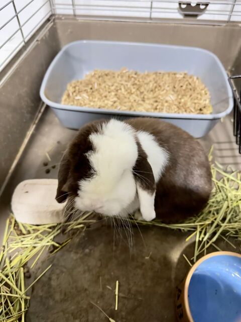 lapin nain b&eacute;lier 0 35000 Rennes