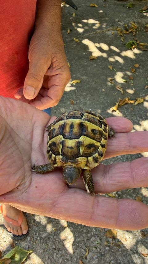 Tortues terrestres (n&eacute;es durant l'&eacute;t&eacute; 2025) 55 34590 Marsillargues