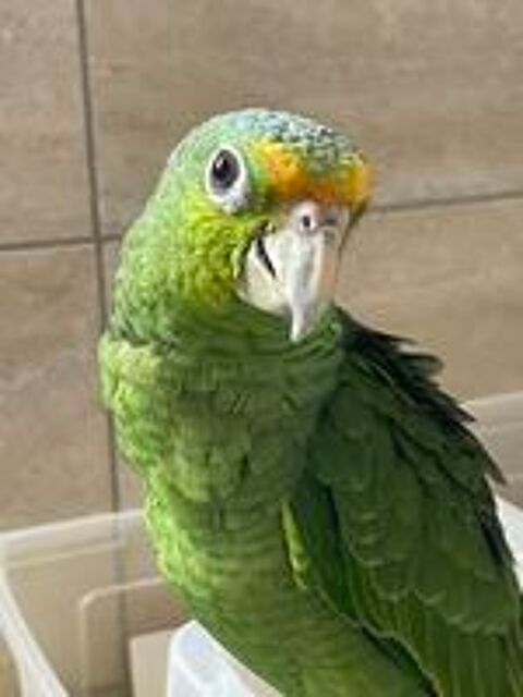   Perroquet amazone EAM  