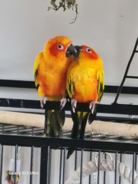 Couple conure soleil 500 28160 Dangeau