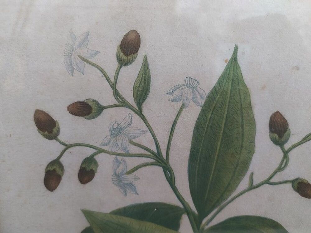 Cinamomum Cannelle Gravure Johann Wilhelm Weinmann XVIIIe 