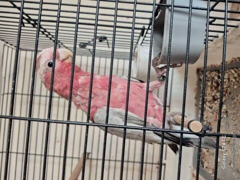 CACATOES ROSALBIN EAM FEMELLE 2025 1000 86340 Nouaill�-maupertuis