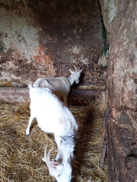 ch&egrave;vres laiti&egrave;res 50 41800 Saint-rimay