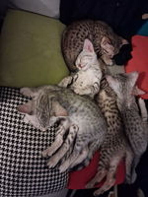   Mau égyptien croisé Bengal  