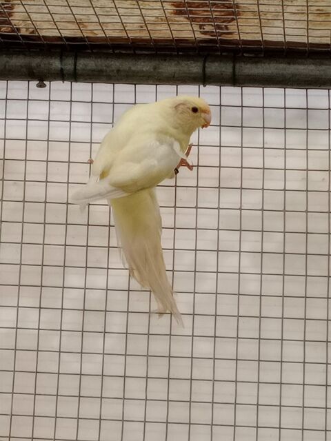 Kakariki 45 22960 Pl�dran