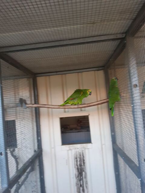  amazone aestiva male  500 85500 Beaurepaire
