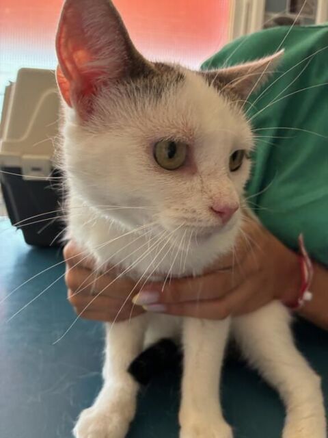 A adopter- pas de vente, uniquement une bonne famille 0 64600 Anglet