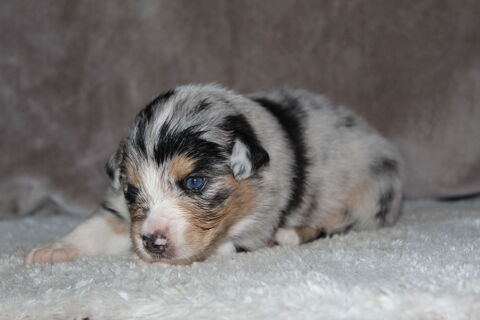 Chiots Berger Australien 1500 59360 Ors
