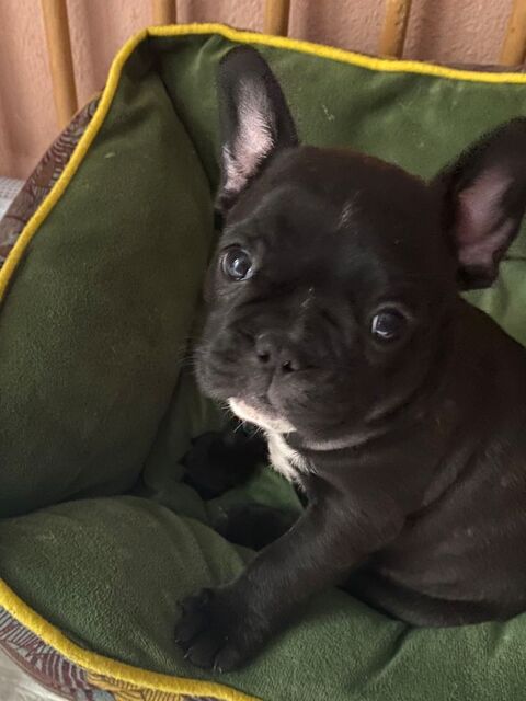 adorables bébés bouledogue français 1000 83200 Toulon