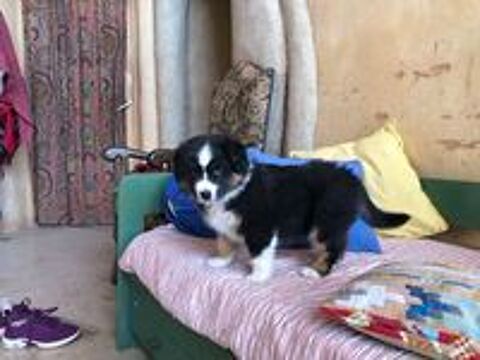   Chiots type berger australien parents lof 