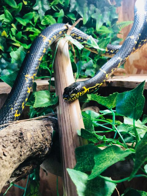 serpent 0 53000 Laval