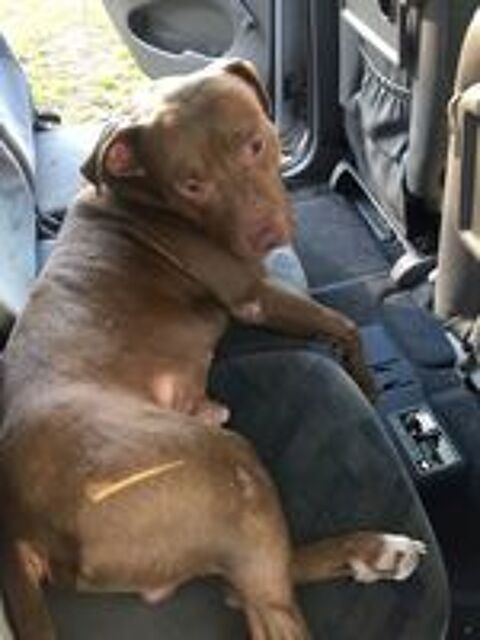   Denver, 4 ans, cherche  un  bon  foyer  