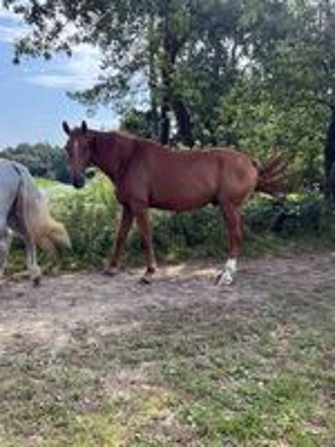   HIBIKI, superbe cheval Selle Français PP à adopter via l'association UMA 