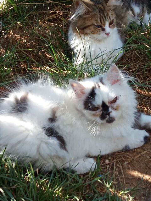 Chaton persan  0 34230 Paulhan