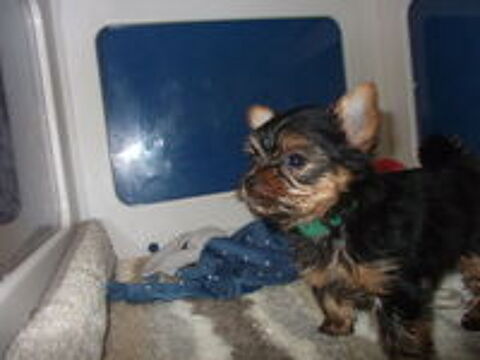   TRES; BEAUX CHIOTS YORKSHIRE TERRIER;(PETIT GABARIT) 