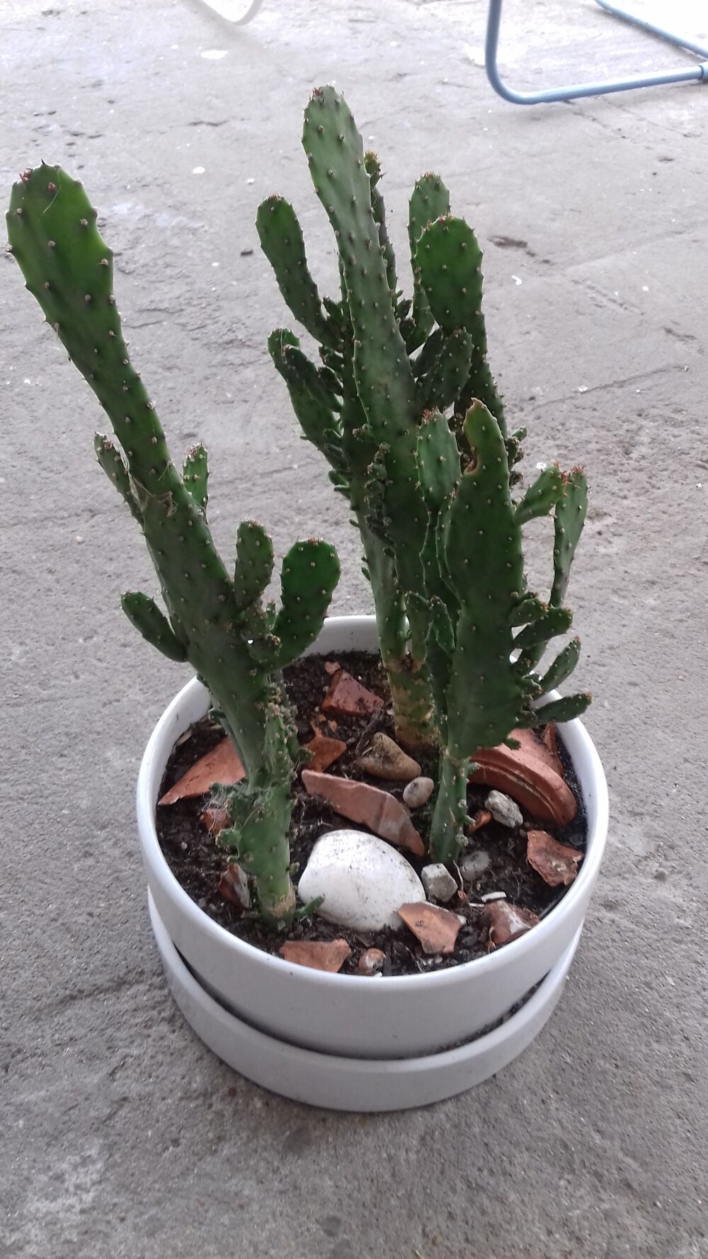 BELLE COUPE de CACTUS en PORCELAINE Jardin