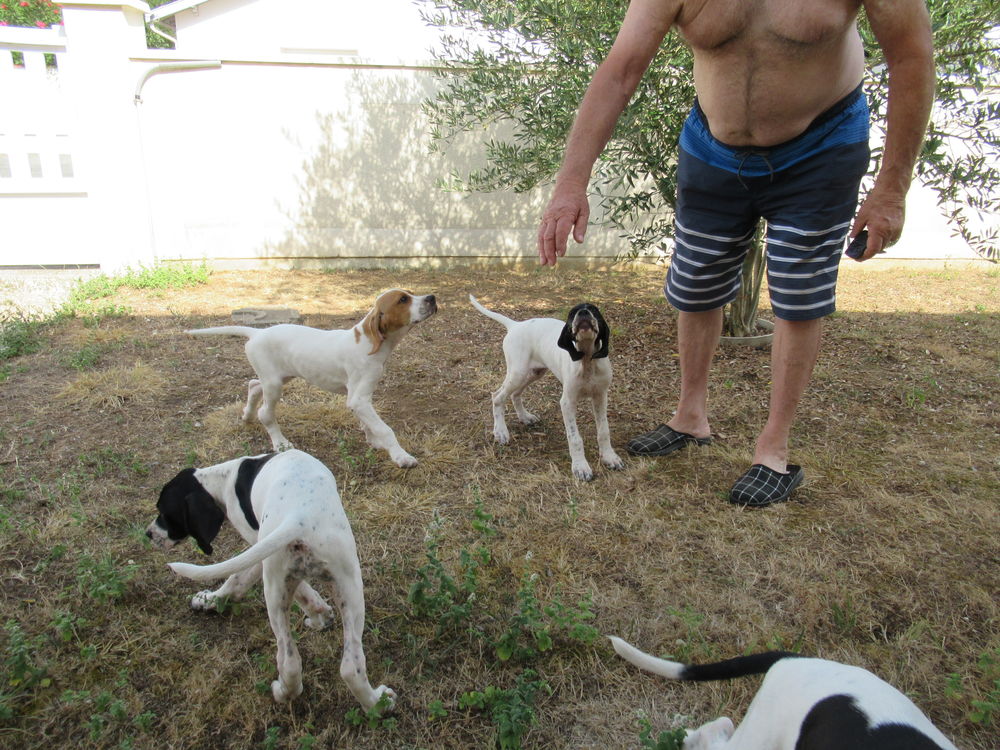   chiots 