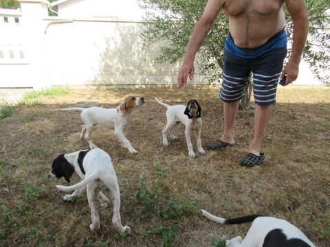 chiots 1050 17620 Échillais