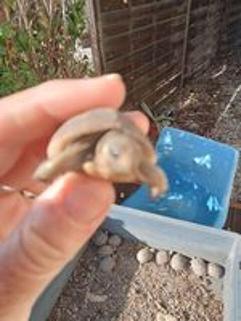   Bébé tortue  
