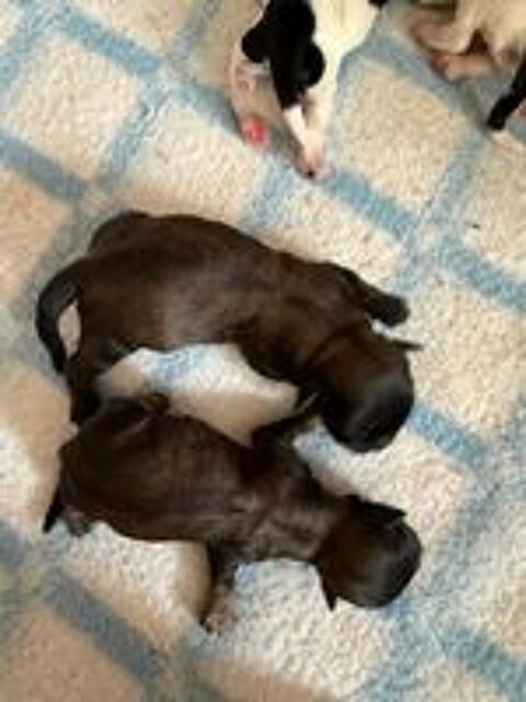   chiots hava-tzu ou havashu (croisé shih tzu et bichon hava) 