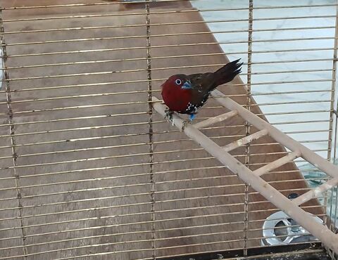 S&eacute;n&eacute;gali enflamm&eacute; 100 44521 Oudon