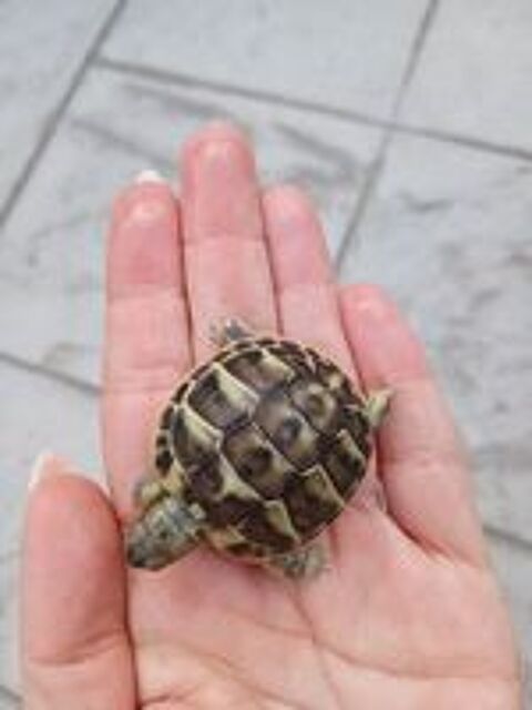   Tortues 
