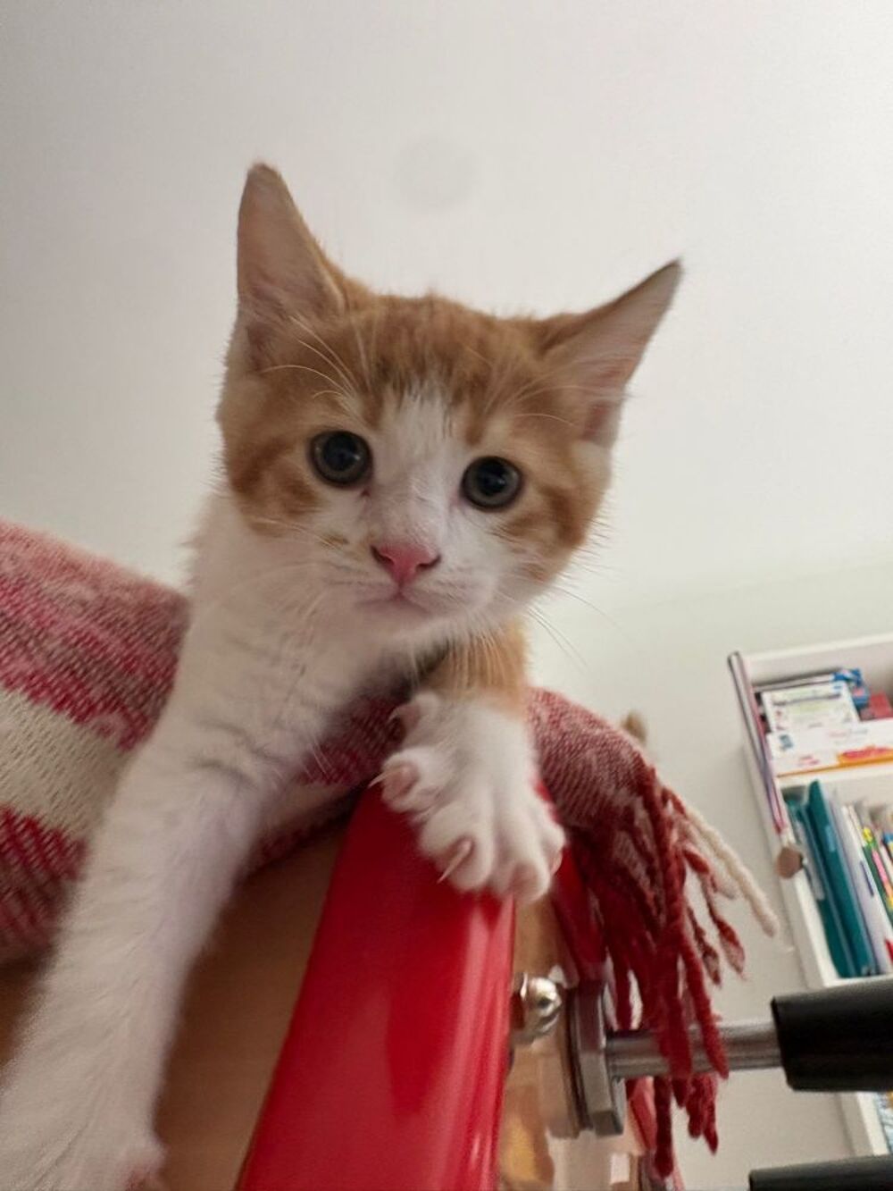   Chaton à donner pour une famille possédant un jardin. 