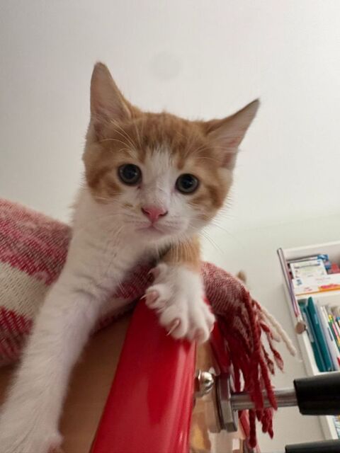 Chaton &agrave; donner pour une famille poss&eacute;dant un jardin. 0 92190 Meudon