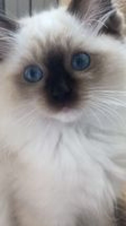   Magnifiques chatons Ragdoll 