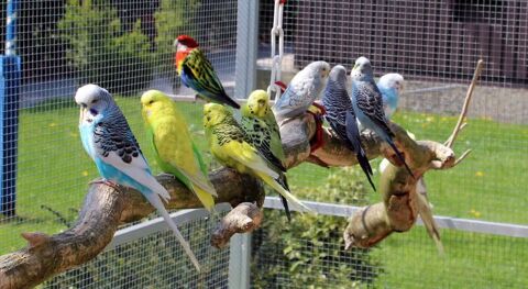 Divers Oiseaux, Becs Droits & Crochus 6 82400 Golfech