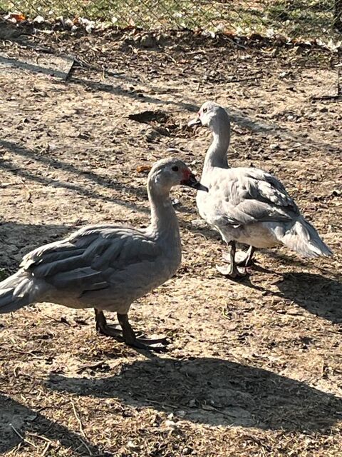 Canard  mâle gros sujets  20 47440 Casseneuil