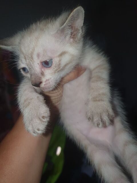 Chaton 0 81300 Graulhet