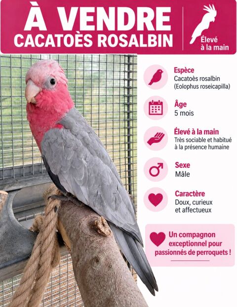 Rosalbin 800 35750 Iffendic