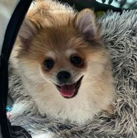   Adorables chiots Pomchi disponibles ???
