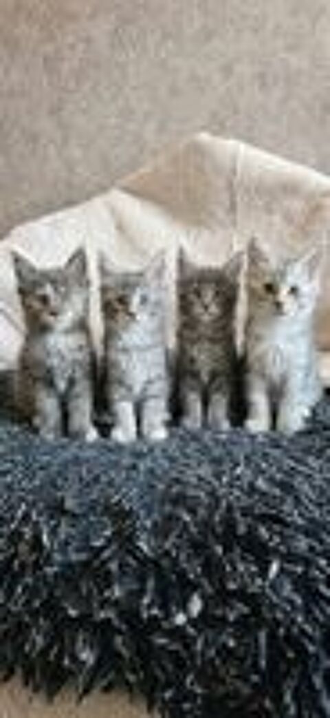   magnifique Chaton mâles et femelles maine coon loof  